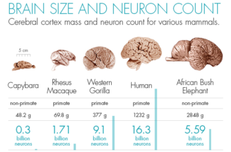 understanding-brain-mass-how-much-does-the-human-brain-weigh
