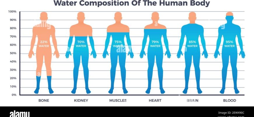 understanding-how-much-water-composes-the-human-body-key-insights
